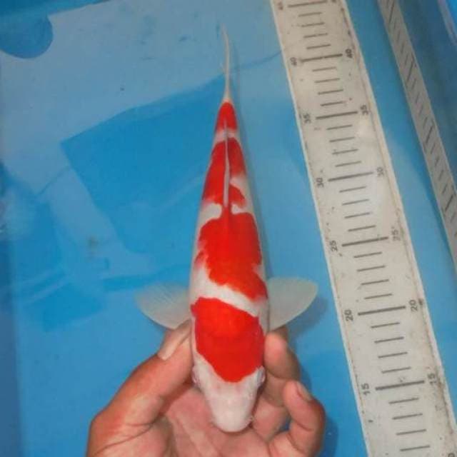KOHAKU 4STEP BAGUS