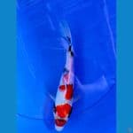 tanco sanke 25cm