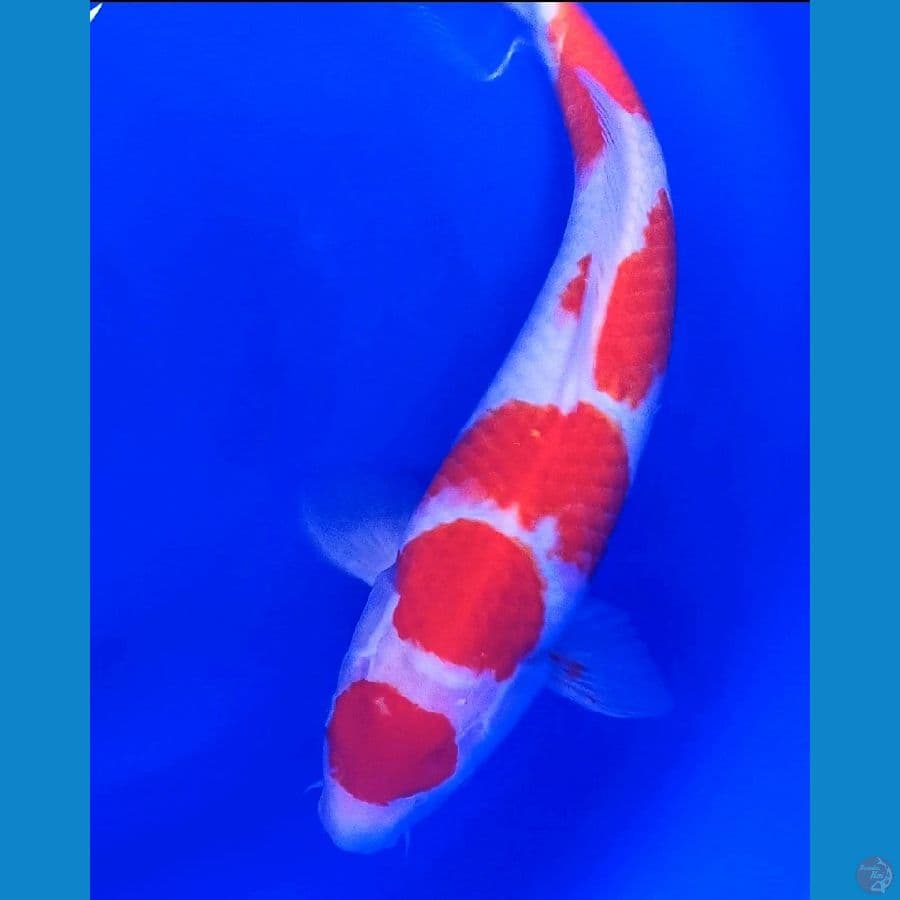 maruten kohaku red strong 43 cm