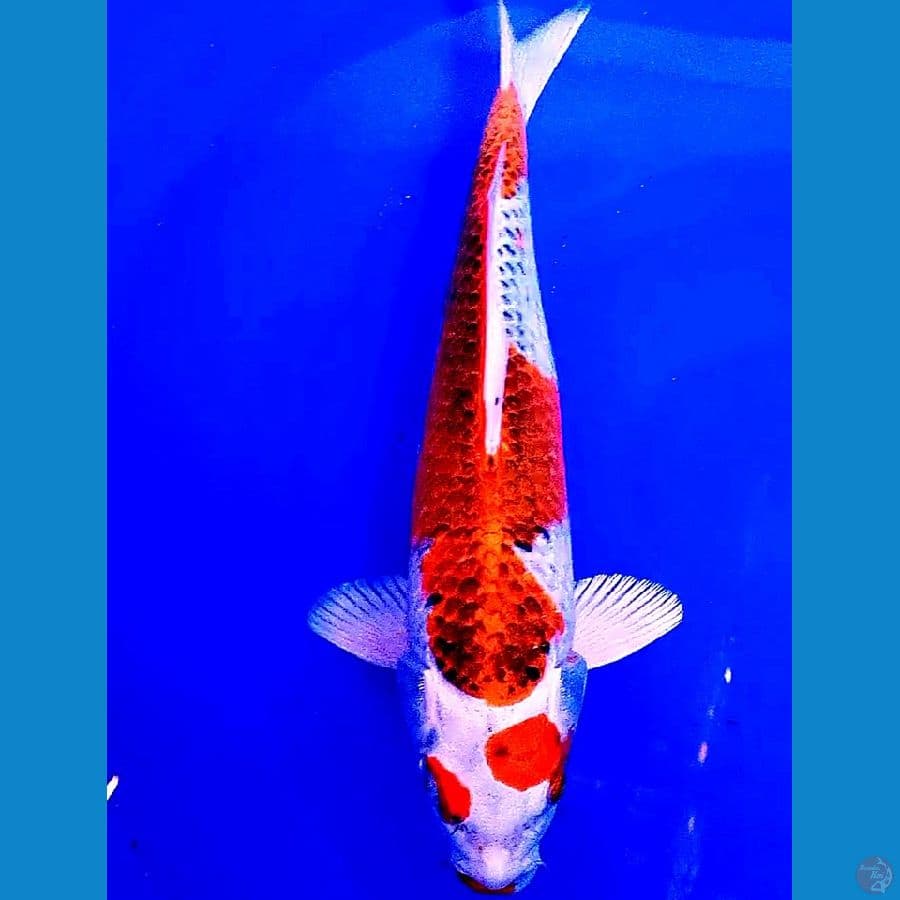 red kujaku 36 cm
