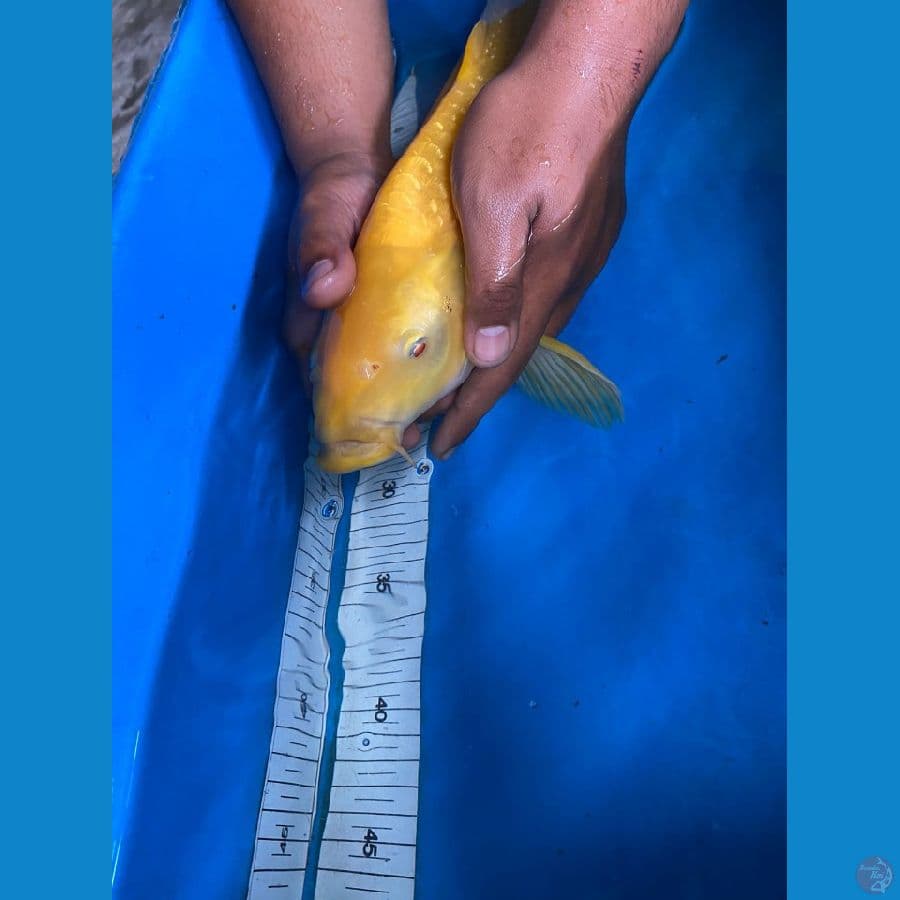 KARASI 47CM