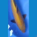 chagoi 45cm male