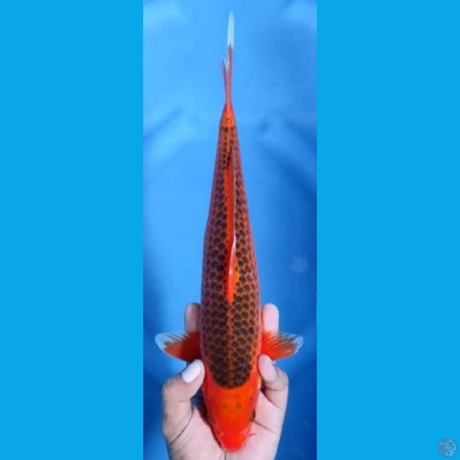 AKA MATSUBA JANTAN #34cm