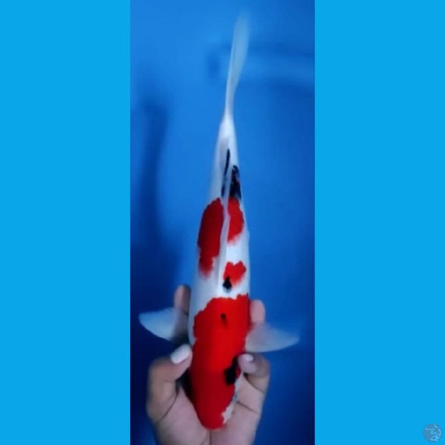 SANKE JANTAN #32cm