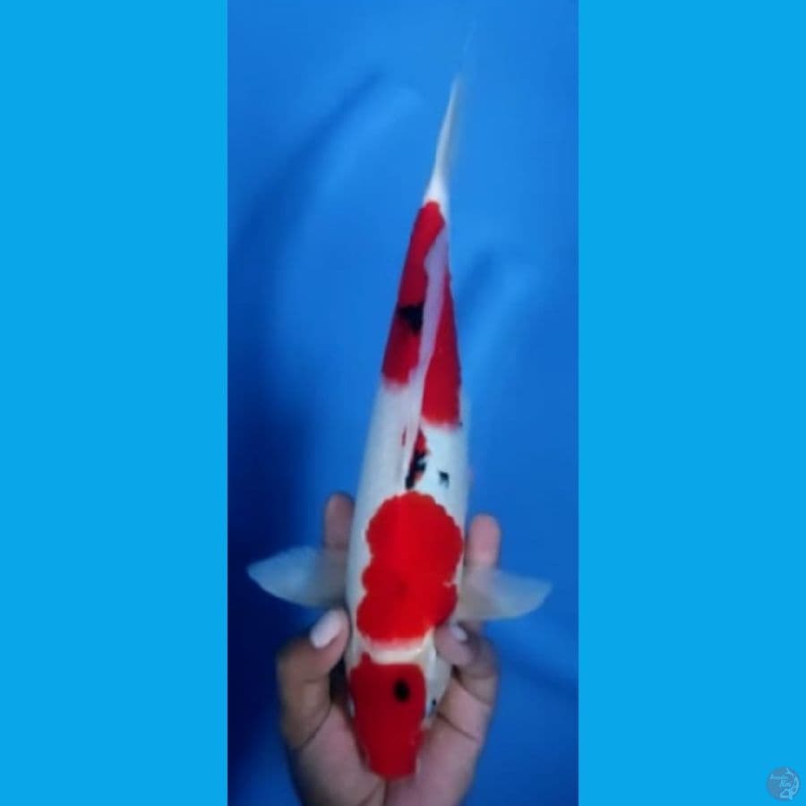 SANKE JANTAN #32cm