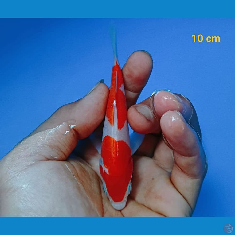 Minion Kohaku SQ 10BU