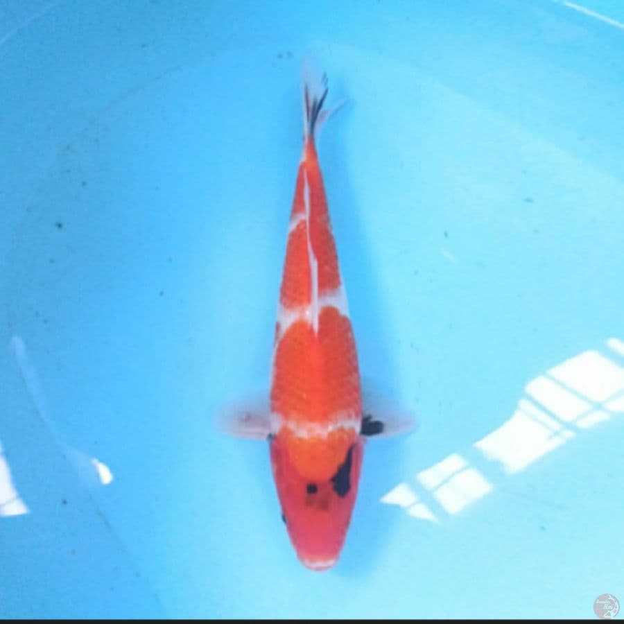 Showa 30 cm