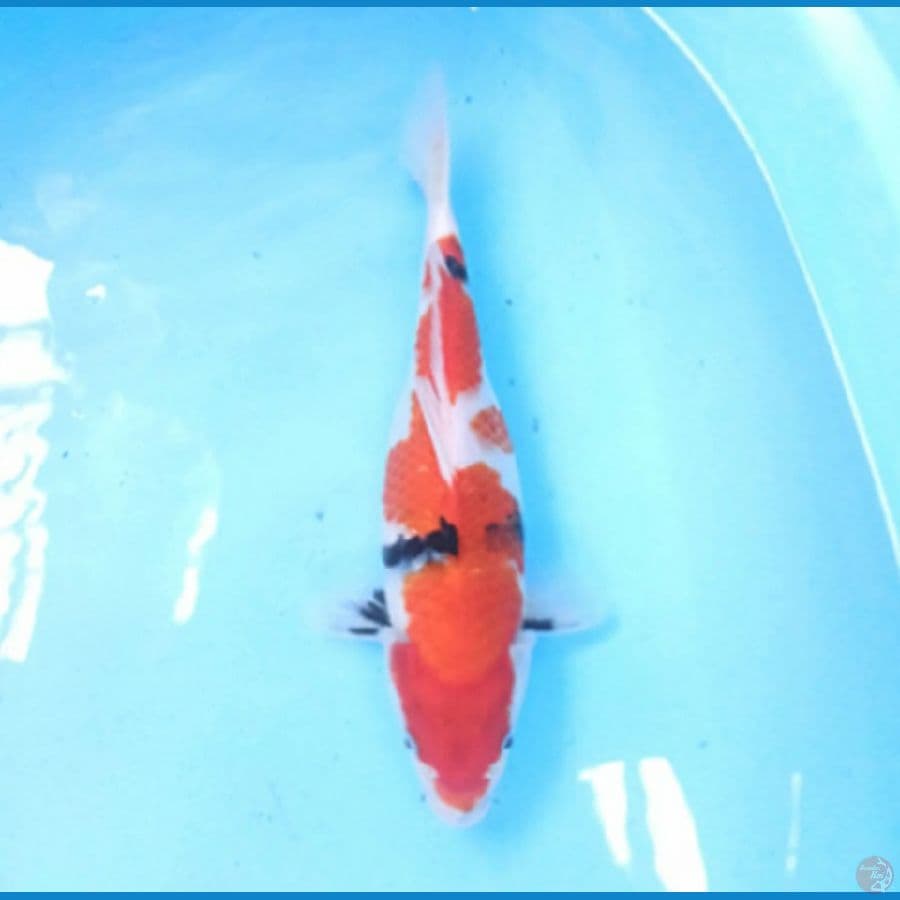 Showa 28 cm