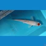 Tancho Kohaku