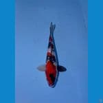 Showa Ginrin HQ Merah Merona