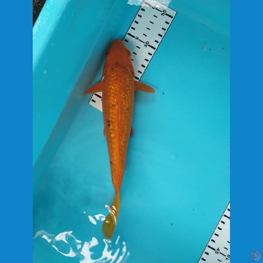 karamel ginrin 26cm