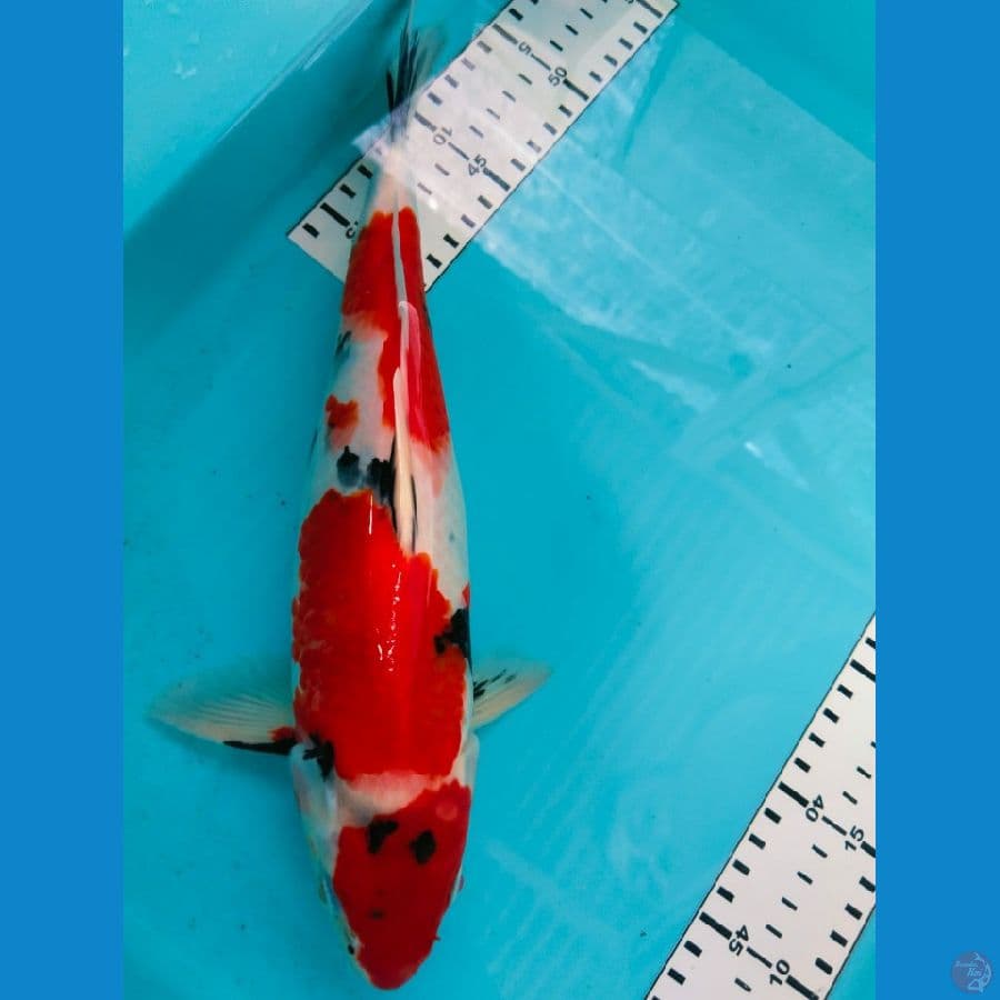 showa jantan 32cm