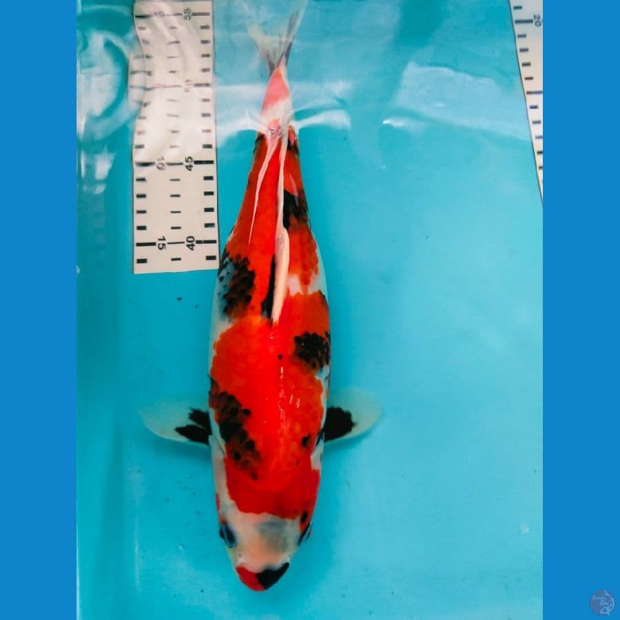 showa betina 33cm