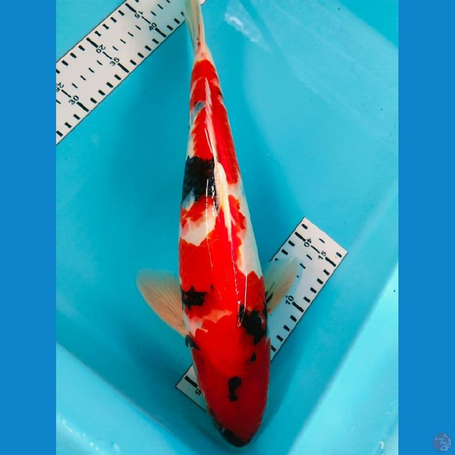 showa jantan 39cm