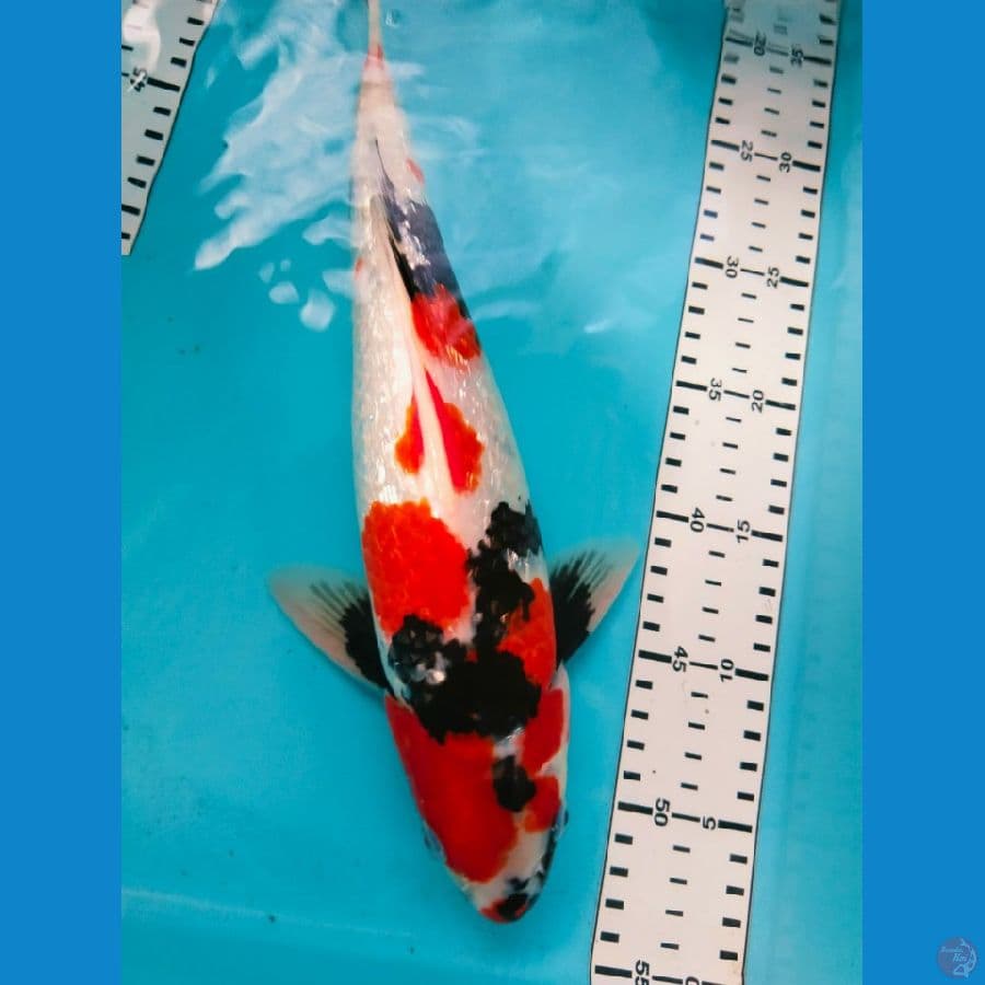 showa jantan 35cm