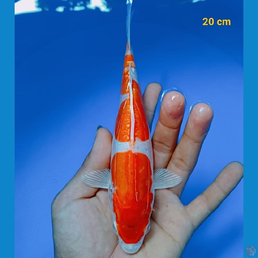 Kikusui 22 cm