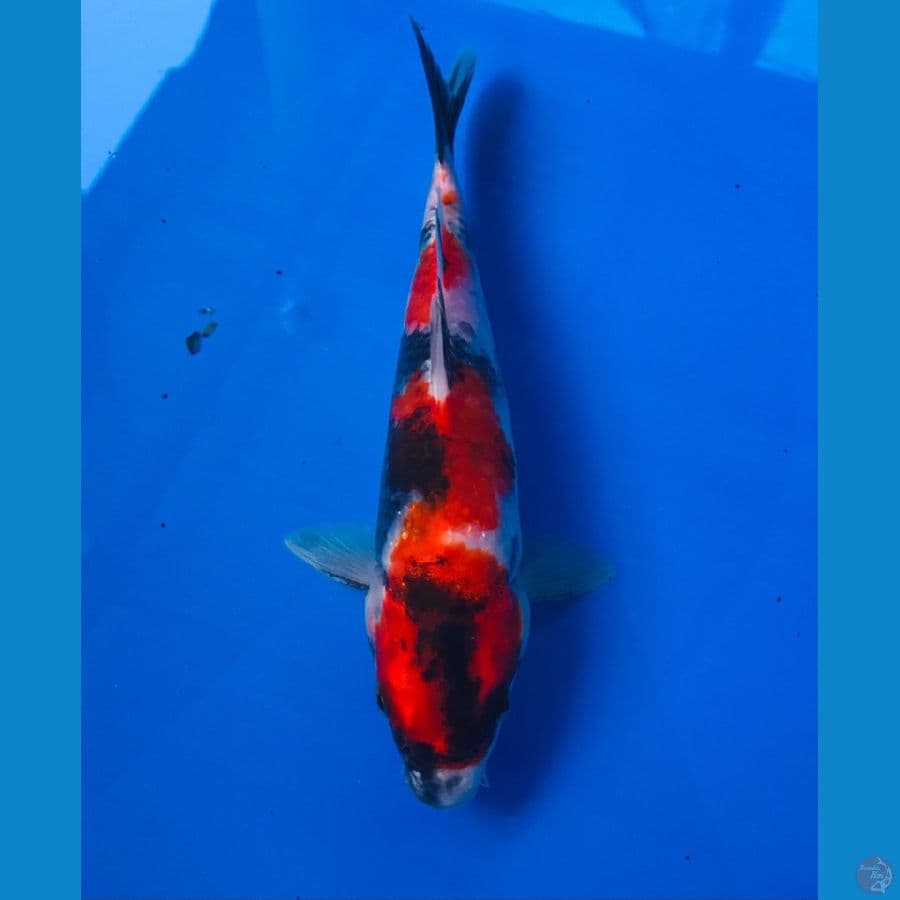 showa 20cm