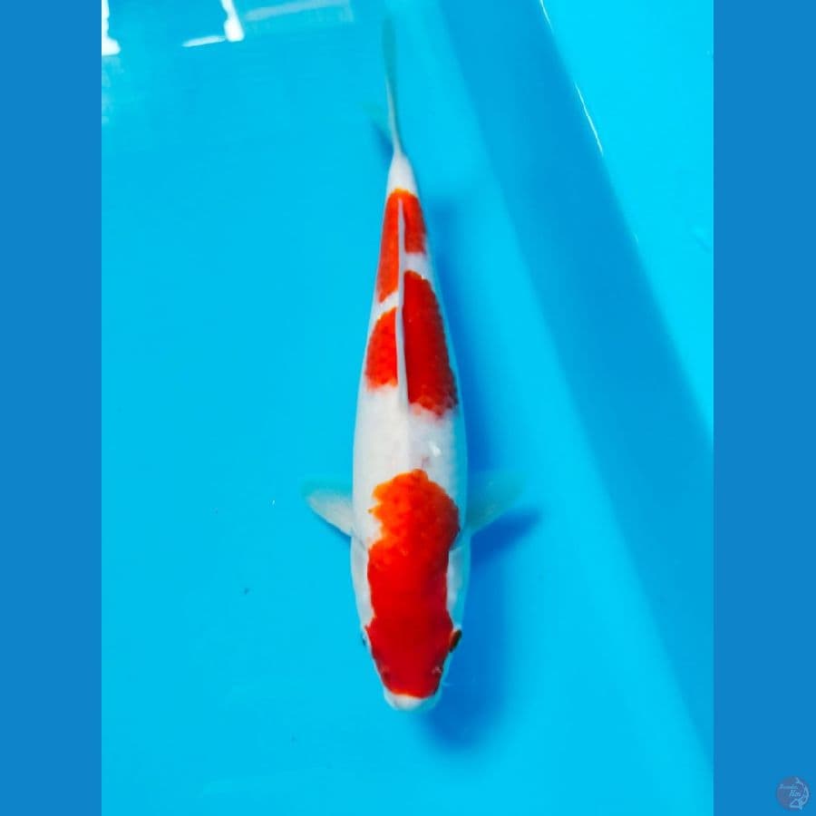 kohaku 26cm
