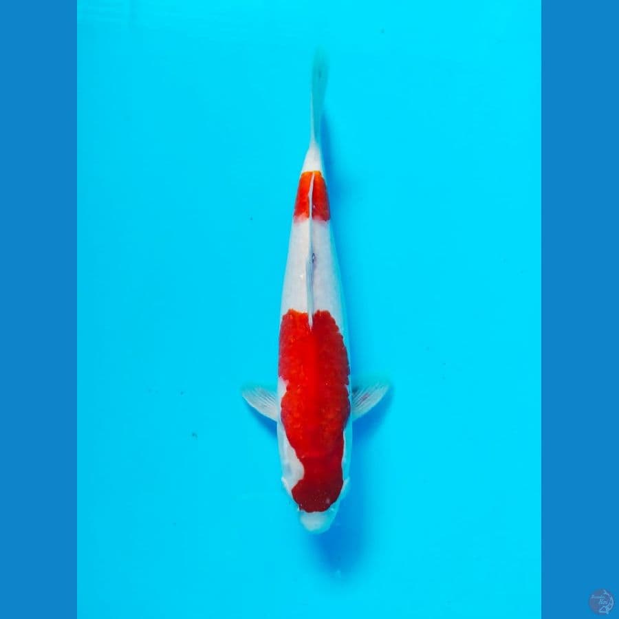 kohaku male 27cm