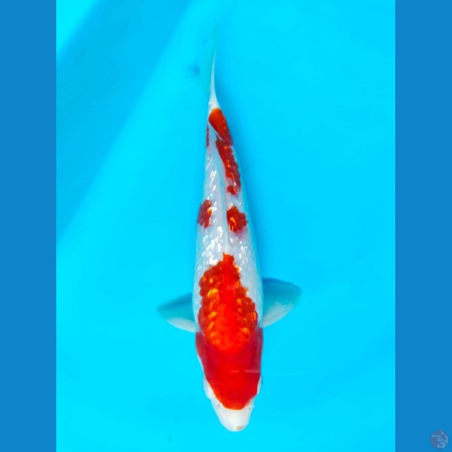 kohaku male 25cm