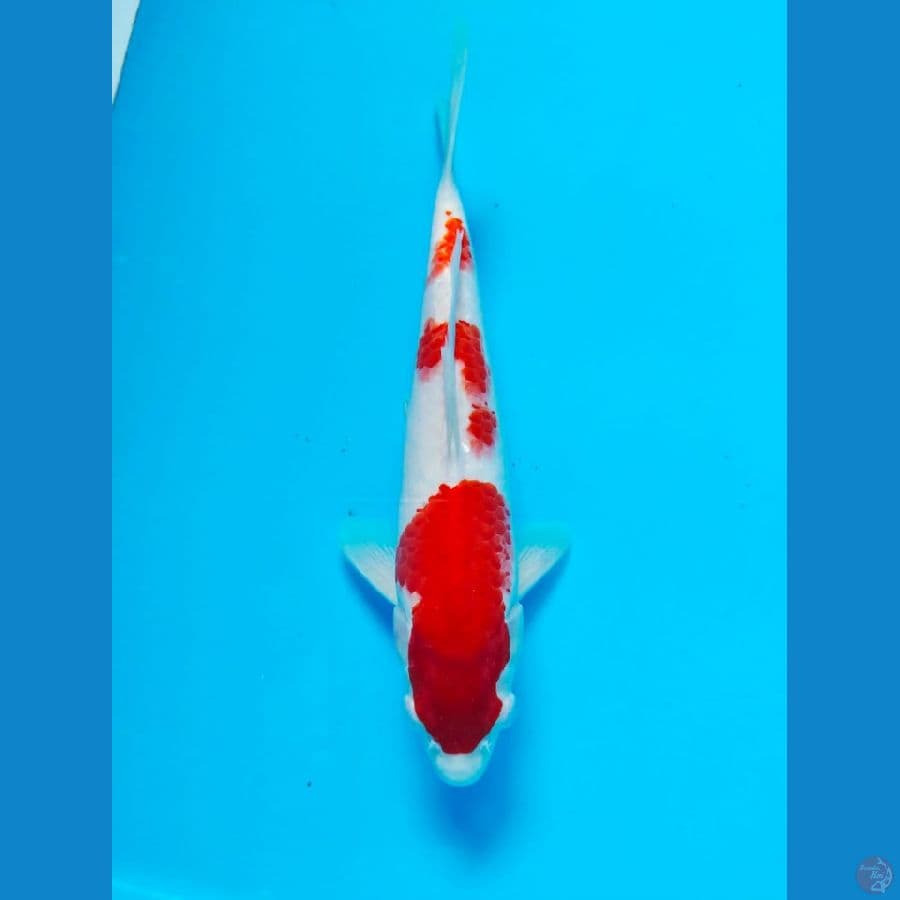kohaku male 26cm