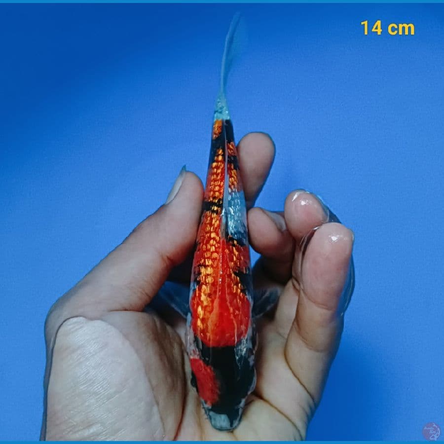 Minion 14 cm