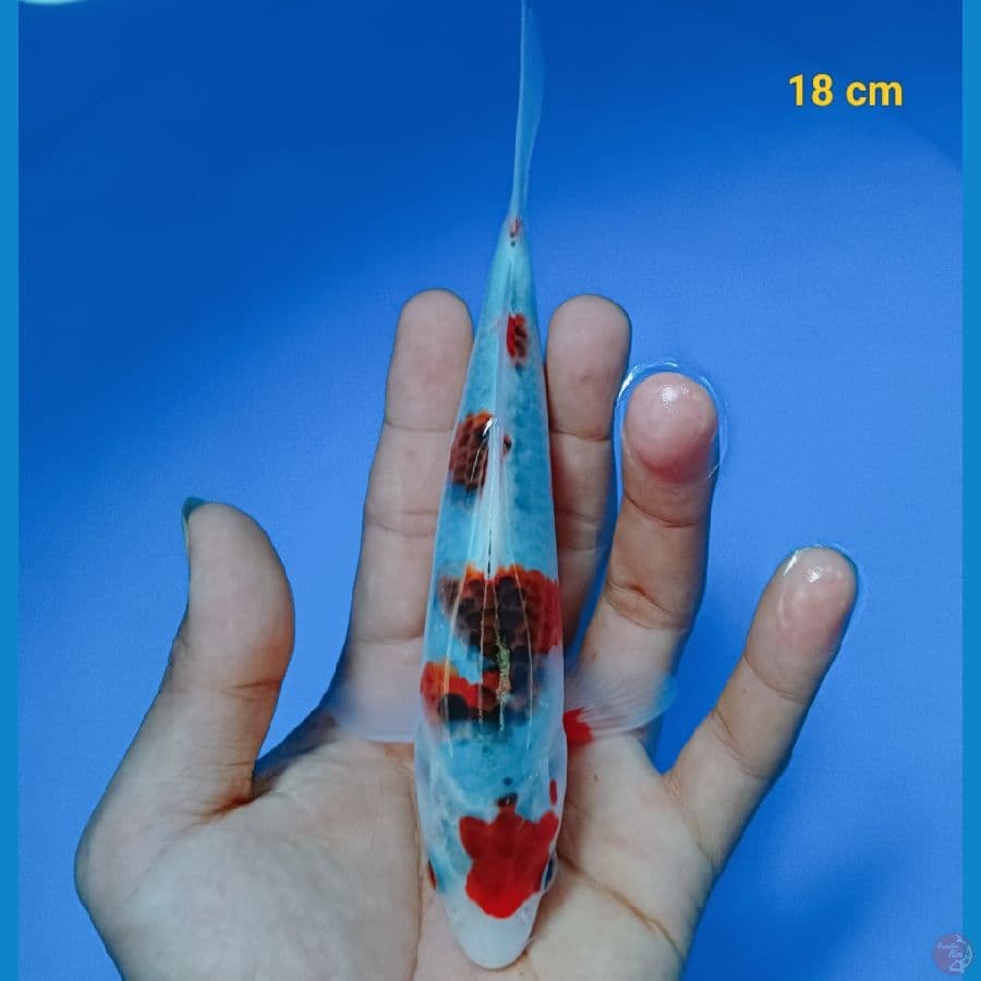 Gosiki 18 cm
