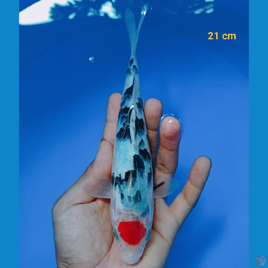Tancho sanke 21 cm