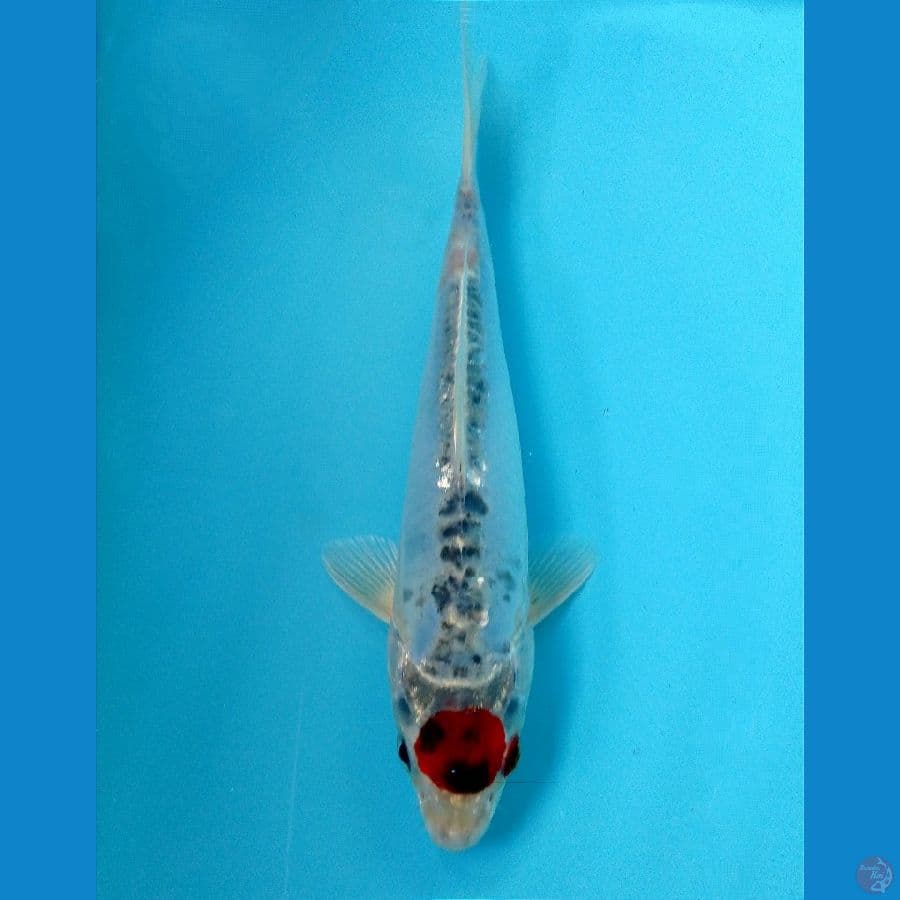 tancho kiko 22cm
