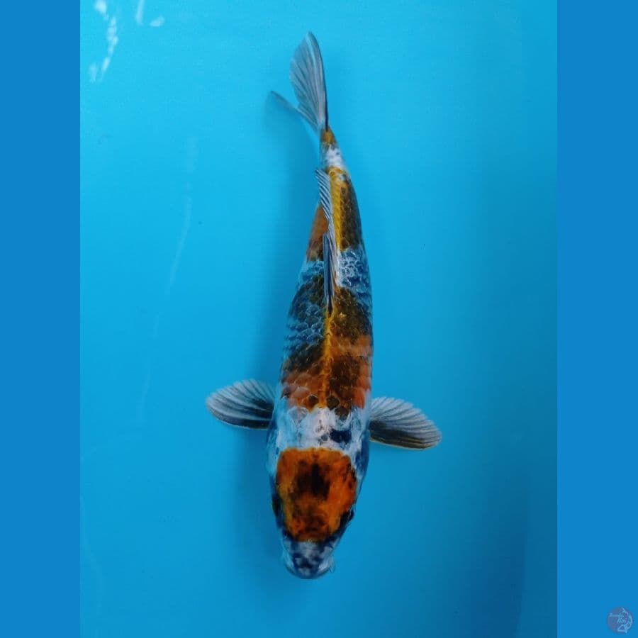 showa hikari 28 cm