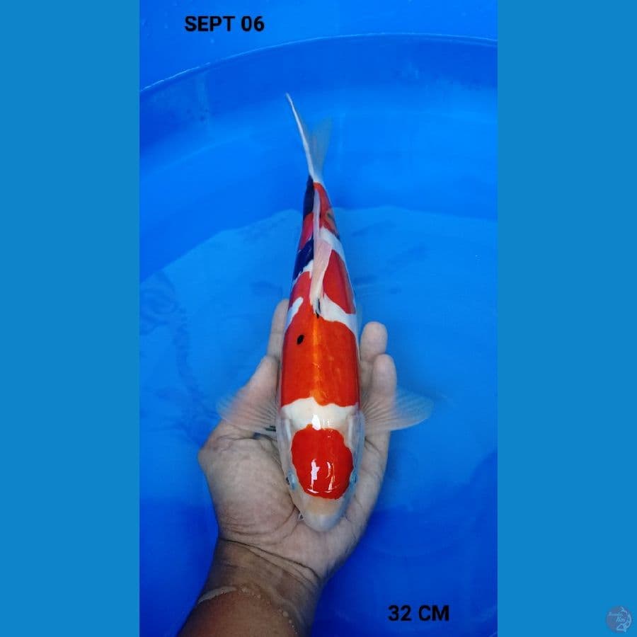 32cm showa doitsu