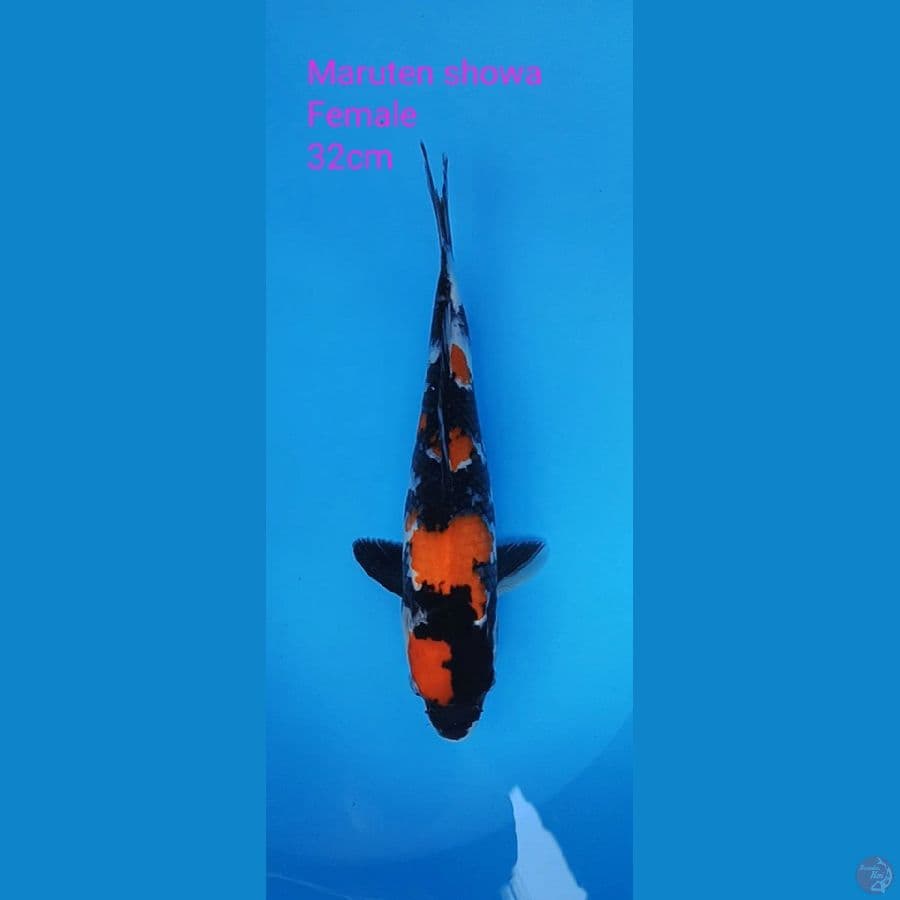 Maruten showa kembang 32cm