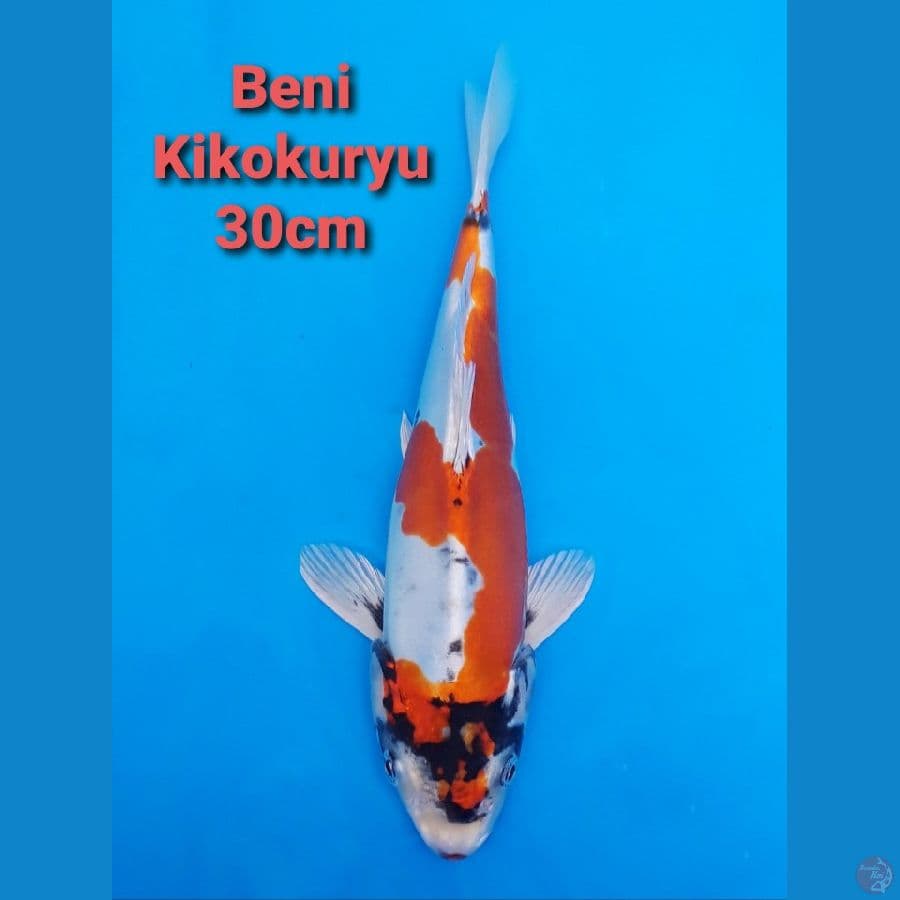 BENI KIKOKURYU 30CM