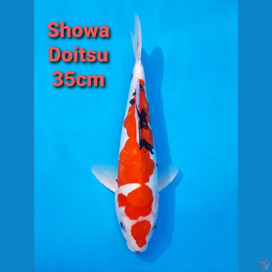 SANKE DOITSU 35CM