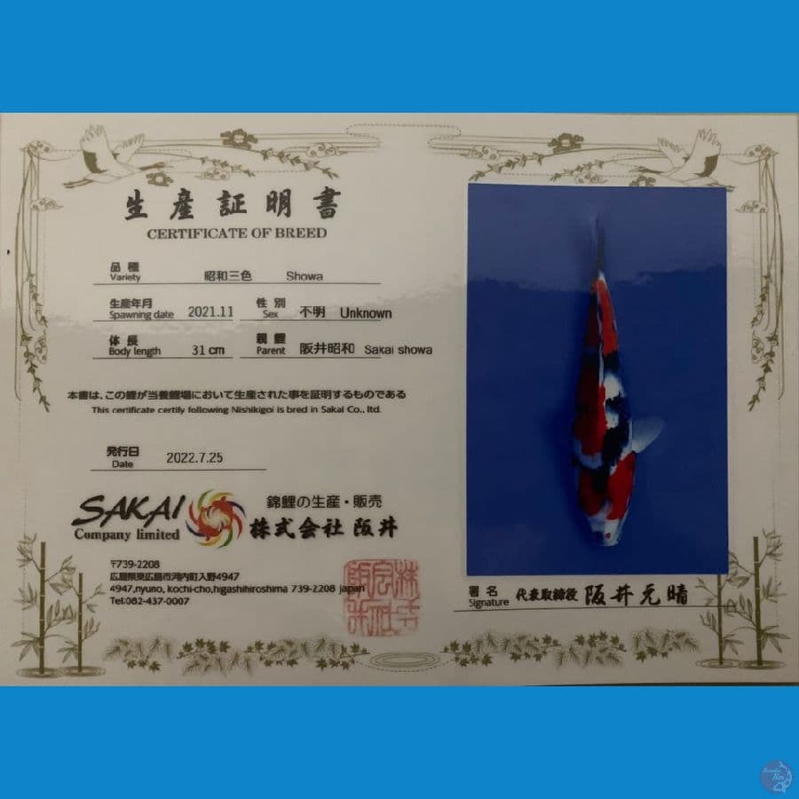 showa SAKAI 31cm