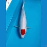 ORIGINAL TANCHO BENIMATSUKAWABAKE F37 cm