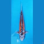 shusui ogata koi farm 45 cm 