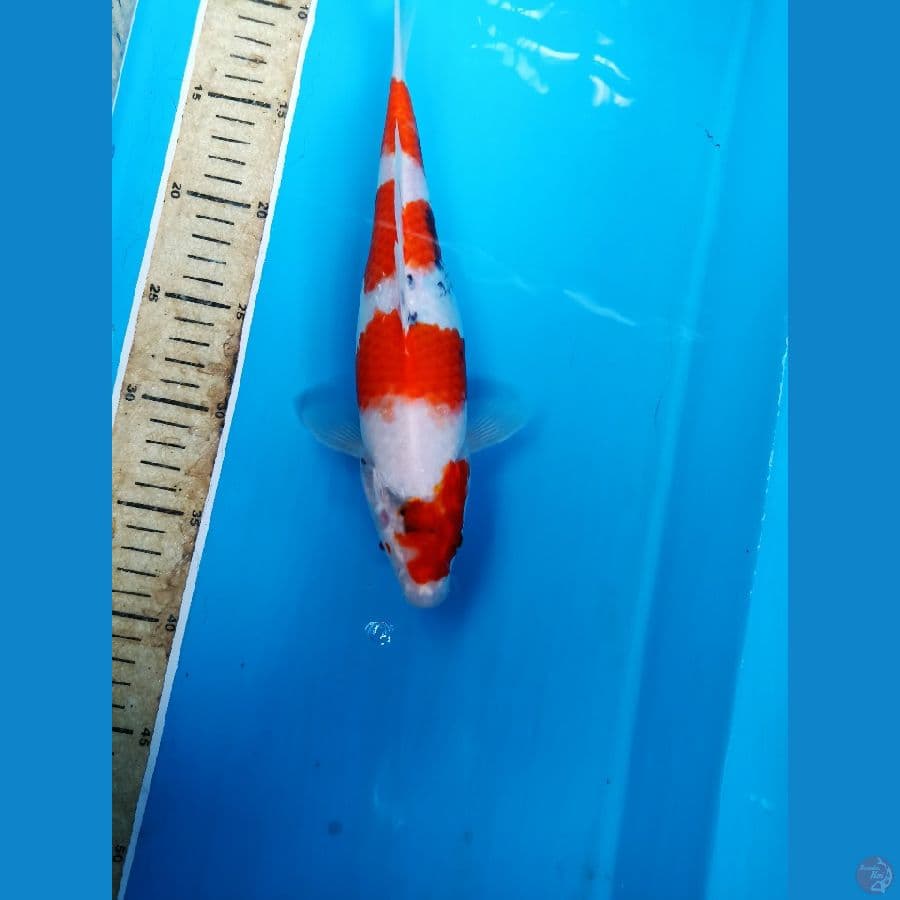 showa 28cm