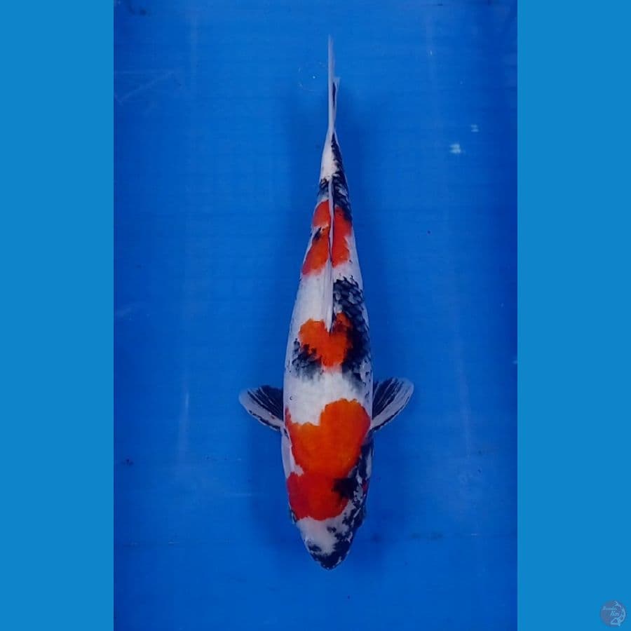 showa 35 cm