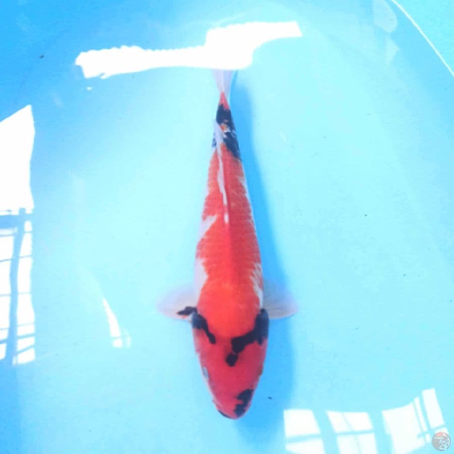 SHOWA 35 cm