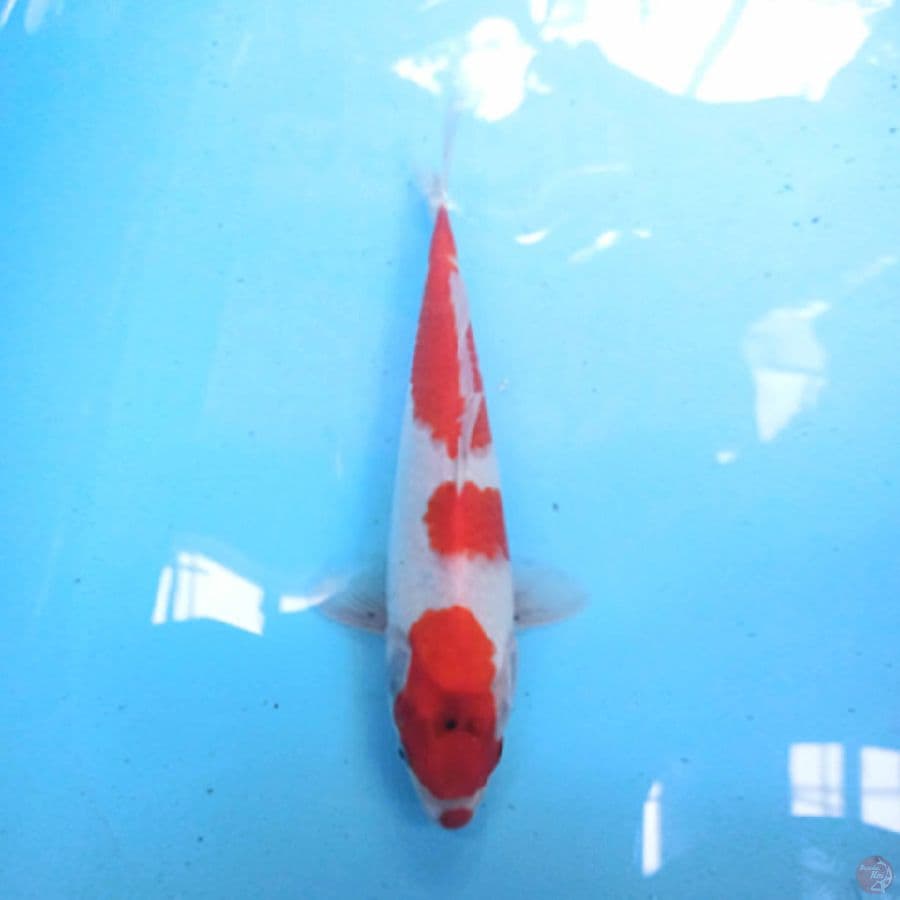 KUCHIBENI SHOWA 29 cm