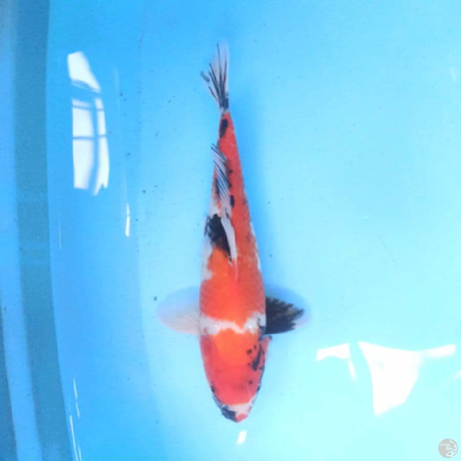 SHOWA 27 cm