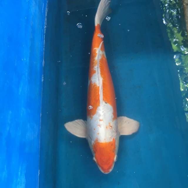 Hariwake doitsu