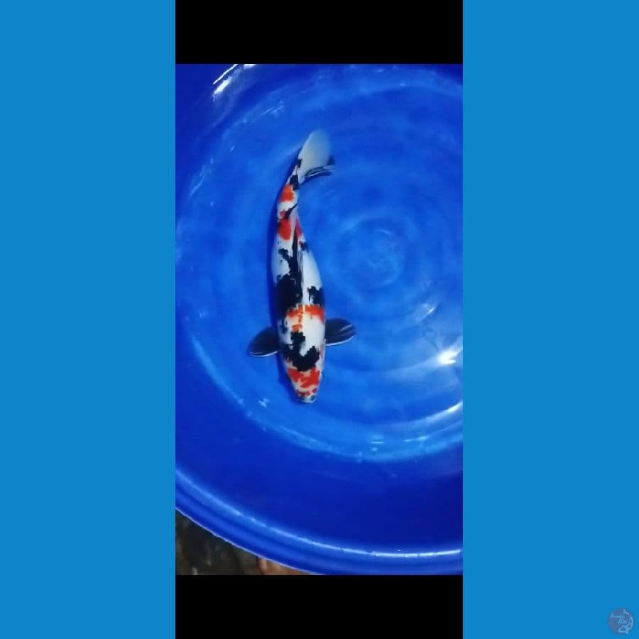 showa 50 cm fm ori