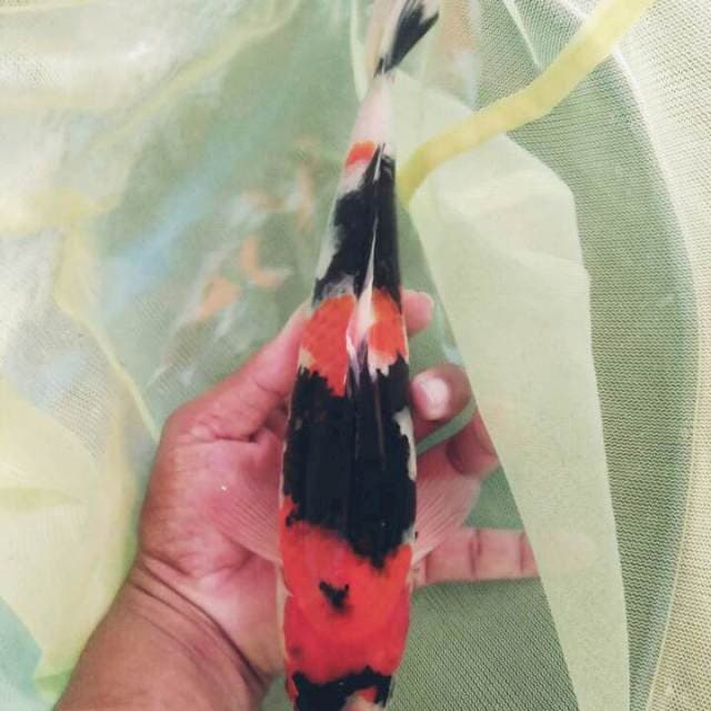 Showa good Quality Jantan 27cm