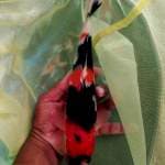 Showa good Quality Jantan 27cm