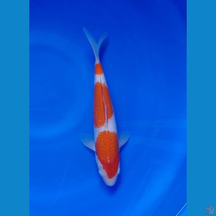Koi Import Jepang Kohaku 29cm (Sertifikat Taniguchi) SQ