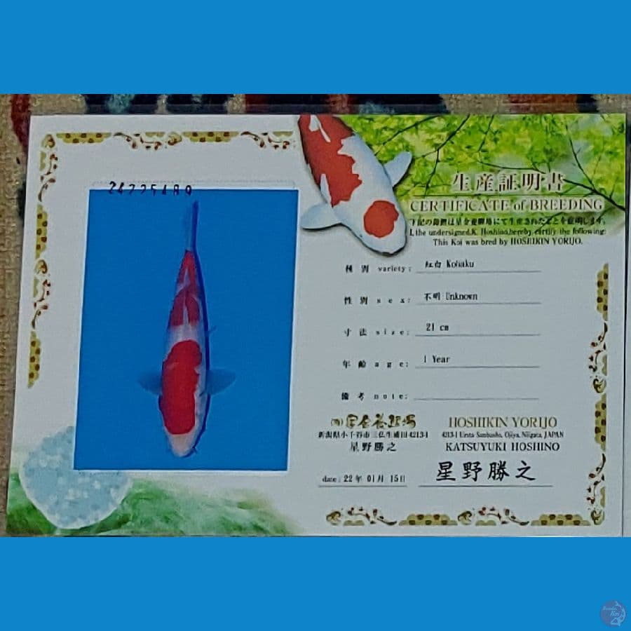 Koi Import Jepang Kohaku 25cm (Sertifikat Hoshikin) SQ