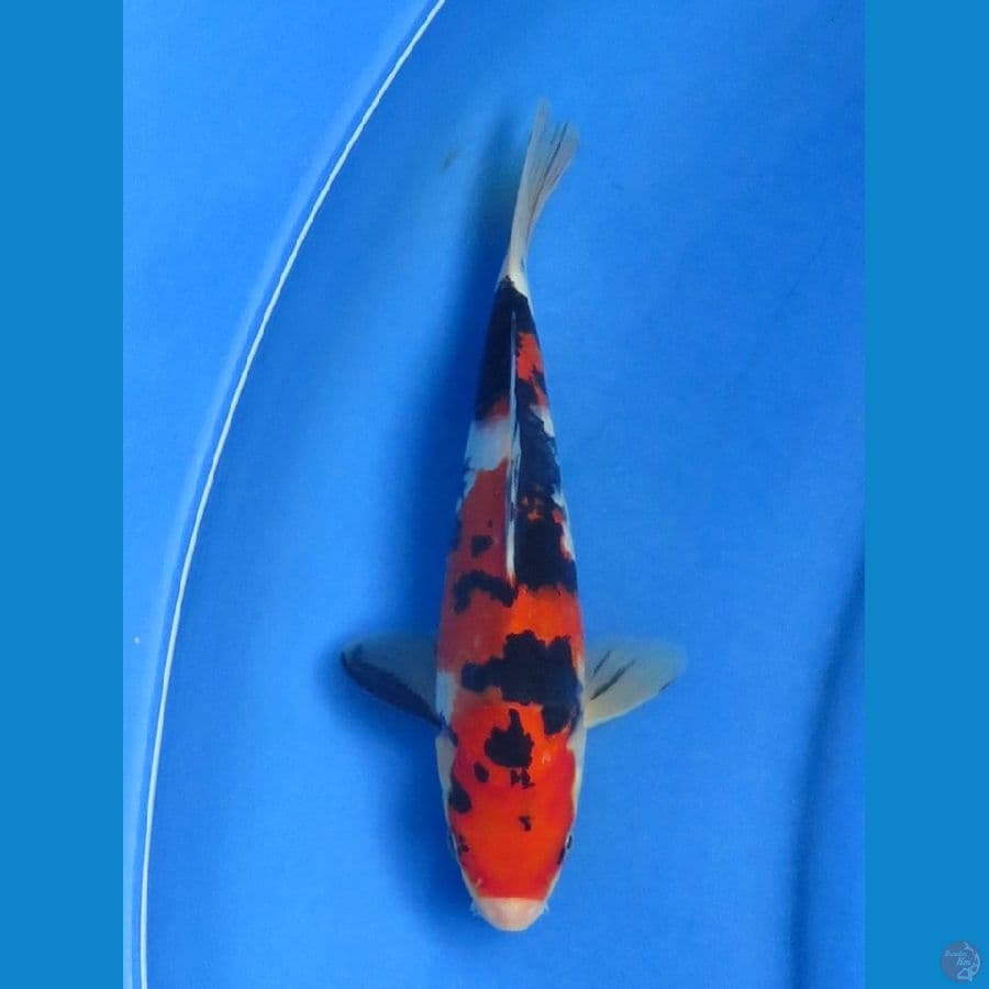 25cm+- , Sanke F1 