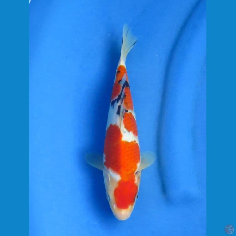 25cm+- , Sanke F1 